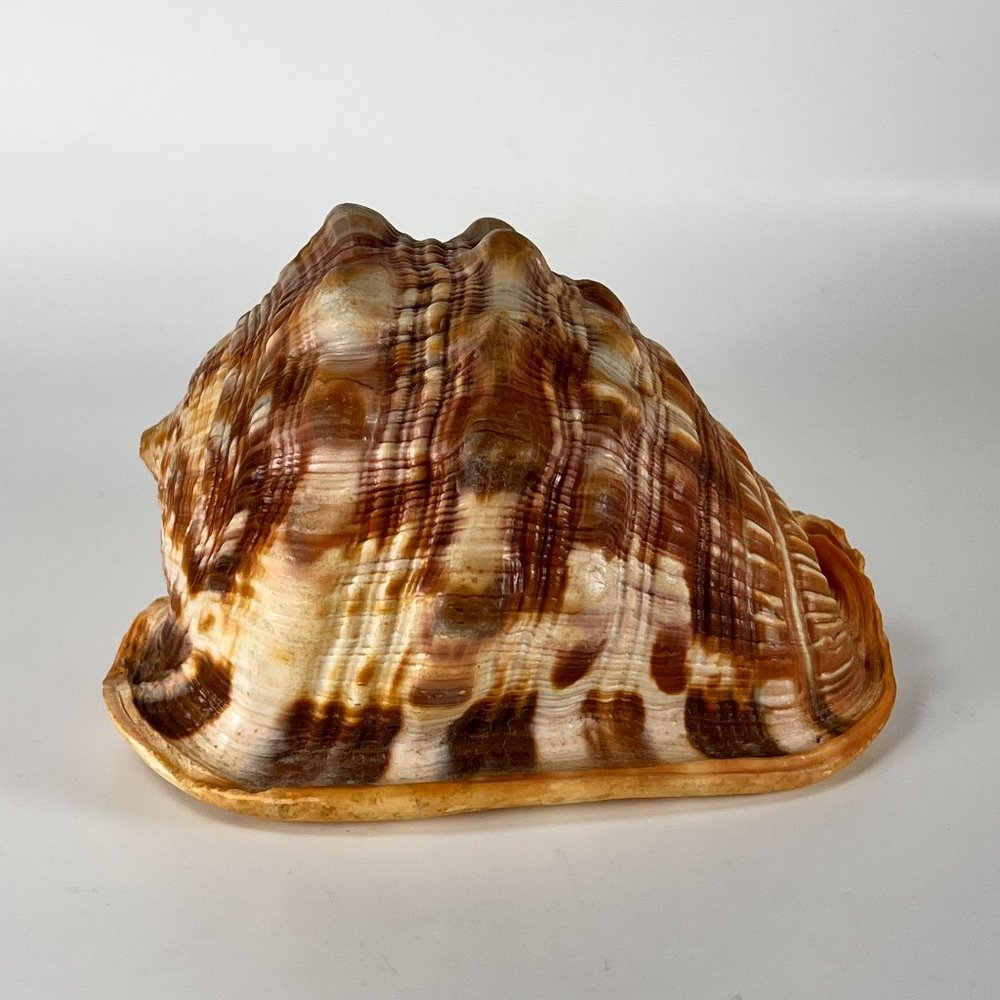 Natural Bull's Mouth Helmet Conch Shell Seashell Beach Nautical Ocean Decor 5"